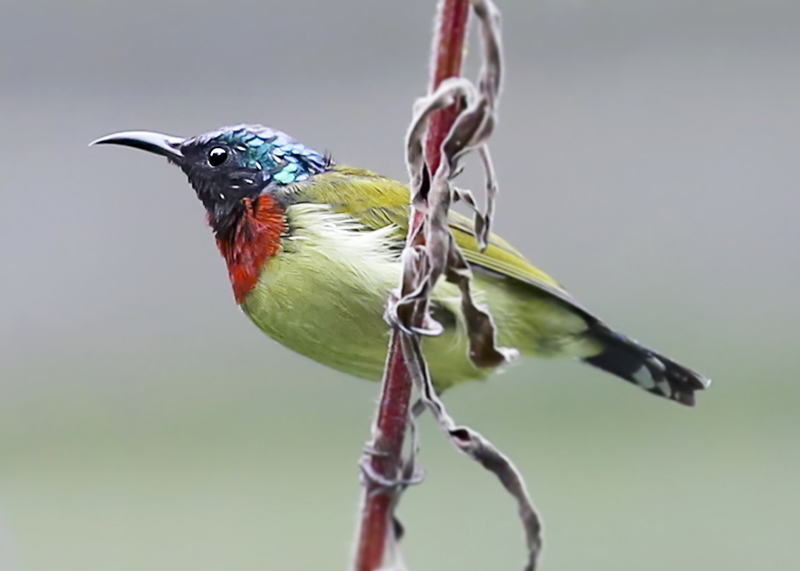 秘境飞羽，天地共生——解码神农架观鸟的独特魅力